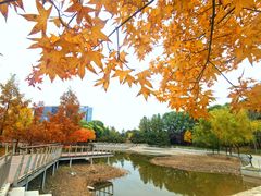 -大望京公园