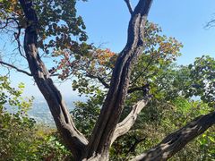 -北京西山国家森林公园