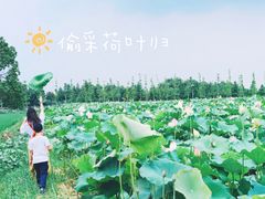 -大莲湖农家乐(青西郊野公园店)