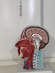点击看大图 -熙朵美学植发连锁
