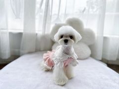 -鑫艺宠物美容培训学校