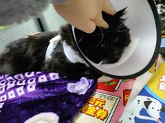 -伟伟宠物医院·CT影像中心·瑞派犬猫综合性门诊(汉口总院)