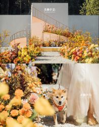 -美薇亭婚礼顾问
