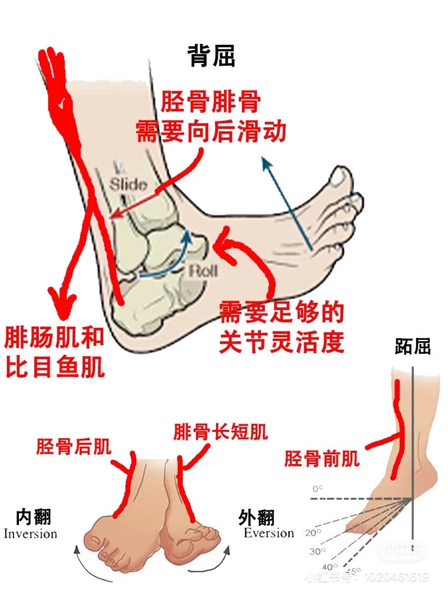 足胫骨位置图片