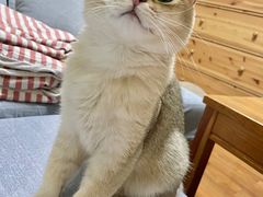 -猫大福·Fortune Cat猫舍(百子湾店)