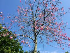 -广东花都香草世界旅游度假区