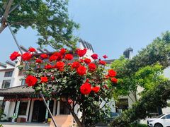 -鹅湖玫瑰文化园