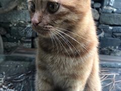 -喵屿·大理花园猫咖