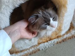 -藏猫猫咖啡主题馆(中央大道店)