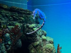 -上海海洋水族馆