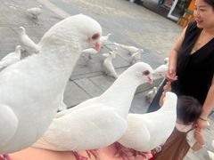 -茯茶镇