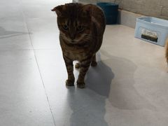 -Heymao猫咖.咖啡厅(东门店)