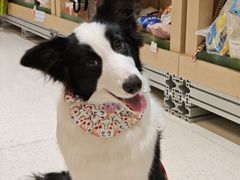 -帕帕拉兹宠物(亚洲旗舰店)