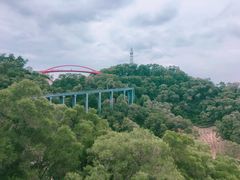 -金鸡山公园
