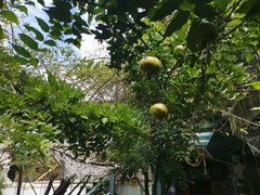 -喵屿·大理花园猫咖