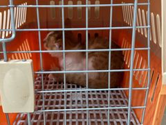 -米苏动物医院·犬猫专科·骨科外科内窥镜