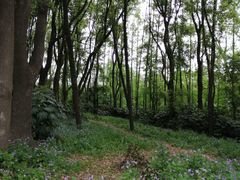 -上海共青森林公园