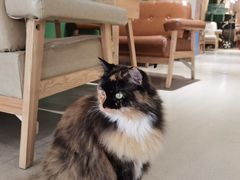 -藏猫猫咖啡主题馆(中央大道店)