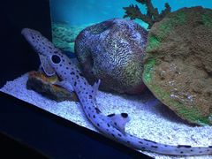 -上海海洋水族馆