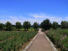 -西京湾花海