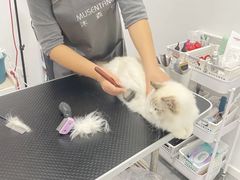 -山宅一喵德文卷毛猫舍