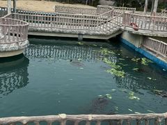 -广东惠东海龟国家级自然保护区