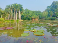 -中国科学院西双版纳热带植物园