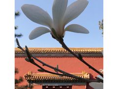 -北京市劳动人民文化宫(太庙)