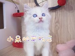 -小呆的宠物店·宠物售卖·宠物寄养(城西店)