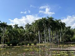 -西双版纳原始森林公园