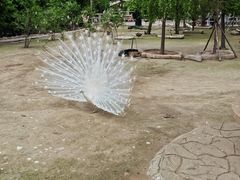 -哈尔滨北方森林动物园