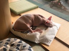 -CAT’S MEWSTAR CAFE·喵星球猫屋(晴湾咖啡店)
