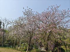 -中山市树木园