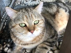 -喵屿·大理花园猫咖