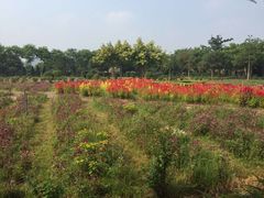 -广东花都香草世界旅游度假区