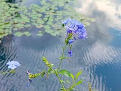 -荔枝公园(福田区)