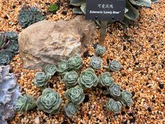 -深圳仙湖植物园