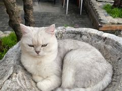 -喵屿·大理花园猫咖