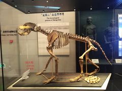 -北京周口店北京人遗址博物馆