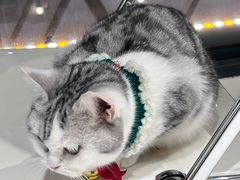 -怪兽屋·羊驼·猫咖·狗咖(俊华广场店)