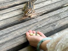 -五营红松林海景区