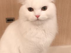 -飞行喵MR PILOT|猫舍·猫咖(静安大融城店)