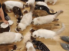 -有喵·猫咖·狗咖·30几只猫10只小狗(岗厦店)