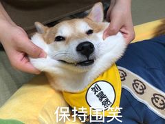 -逗柴咖啡屋·狗咖猫咖宠物桌游