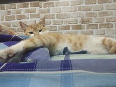 -瑞派·关忠动物医院·猫专科·犬专科(三环新城店)
