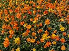 -永定河休闲森林公园