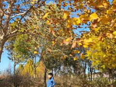 -安德鲁户外烧烤帐篷营地(马泉营店)