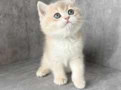 -小猫来了·猫舍(红山六九七九店)