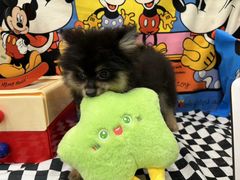 -Pets First伊珊娜洗护·精致美容·家庭式寄养(新会路店)