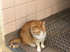 -南丫岛